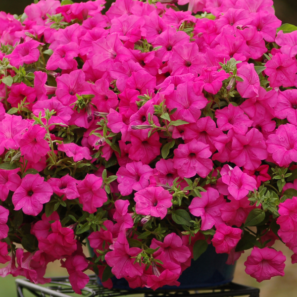 Petunia hybrida 'Surfinia Sumo Pink'