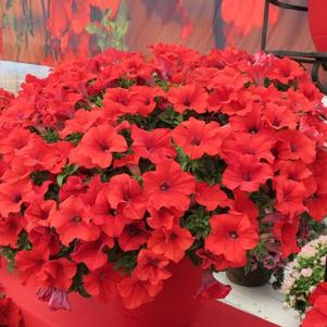 Petunia hybrida 'Surfinia Trailing Red'