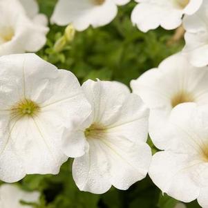 Petunia hybrida 'Surfinia White Imp'