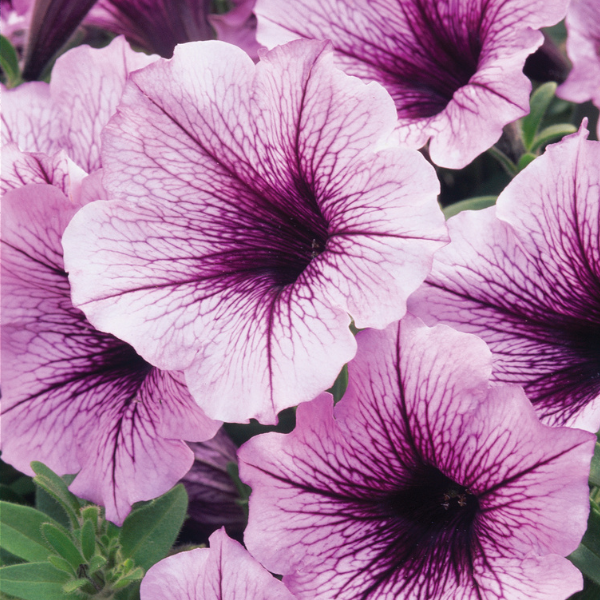 Petunia hybrida 'Supertunia Bordeaux'