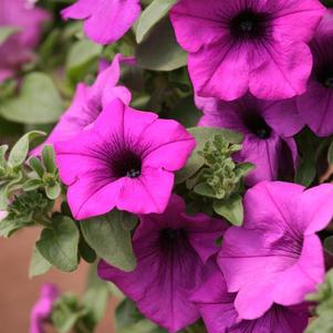 Petunia hybrida 'Surfinia Wild Plum'