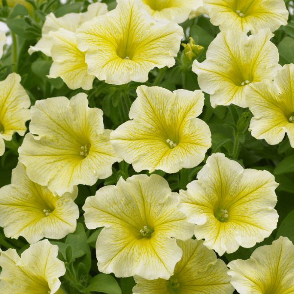 Petunia hybrida 'Surfinia Yellow'