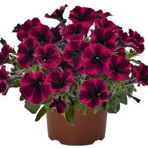 Petunia hybrida 'Sweetunia Suzy Storm'