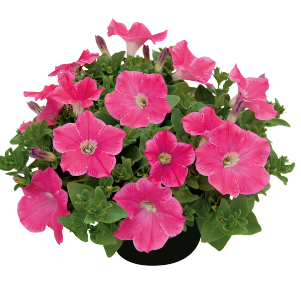 Petunia hybrida 'Veranda Hot Pink'