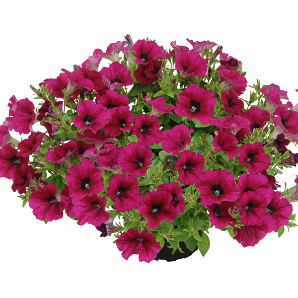 Petunia hybrida 'Veranda Purple'