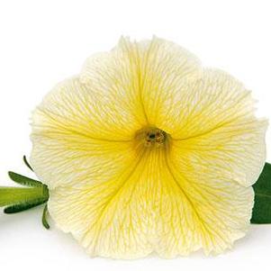 Petunia hybrida 'Veranda Yellow'