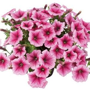 Petunia hybrida 'Veranda Rose Vein'