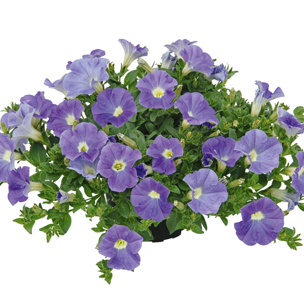 Petunia hybrida 'Veranda Sky Blue'