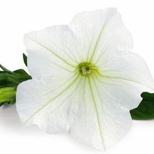 Petunia hybrida 'Veranda White'