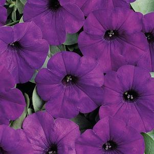 Petunia hybrida 'Easy Wave Blue'