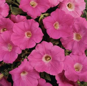 Petunia hybrida 'Easy Wave Pink'