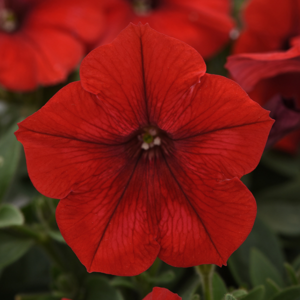 Petunia hybrida 'Easy Wave Red Imp'