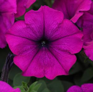 Petunia hybrida 'Easy Wave Violet Imp'
