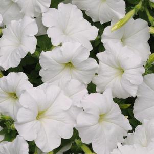 Petunia hybrida 'Easy Wave White'