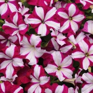 Petunia hybrida 'Easy Wave Burgundy Star'