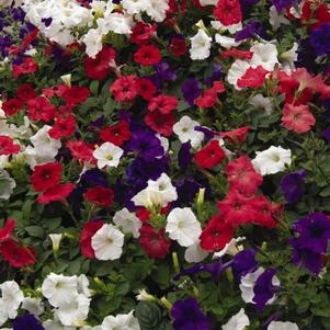 Petunia hybrida 'Easy Wave Flag Mix'