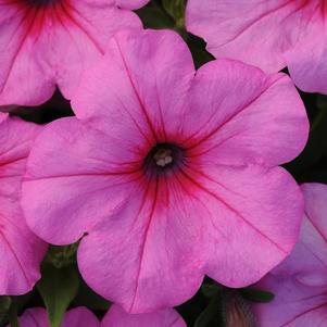 Petunia hybrida 'Easy Wave Pink Passion'