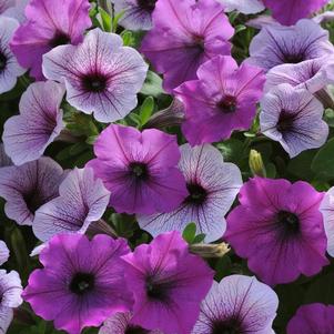 Petunia hybrida 'Easy Wave Plum Pudding Mix Imp'