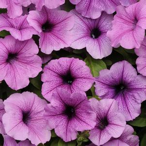 Petunia hybrida 'Easy Wave Plum Vein'