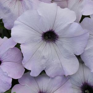 Petunia hybrida 'Easy Wave Silver'