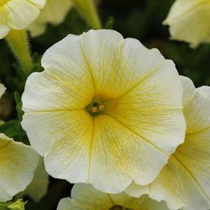 Petunia hybrida 'Easy Wave Yellow'