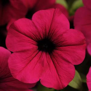 Petunia hybrida 'Wave Purple'