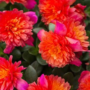 Portulaca oleracea 'Colorblast Double Magenta'