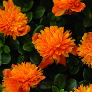 Portulaca oleracea 'Colorblast Double Orange'