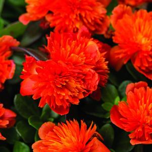 Portulaca oleracea 'Colorblast Double Scarlet'