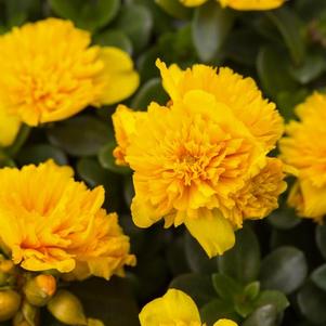 Portulaca oleracea 'Colorblast Double Yellow'