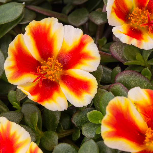 Portulaca oleracea 'SeaGlass Mango Mojito'