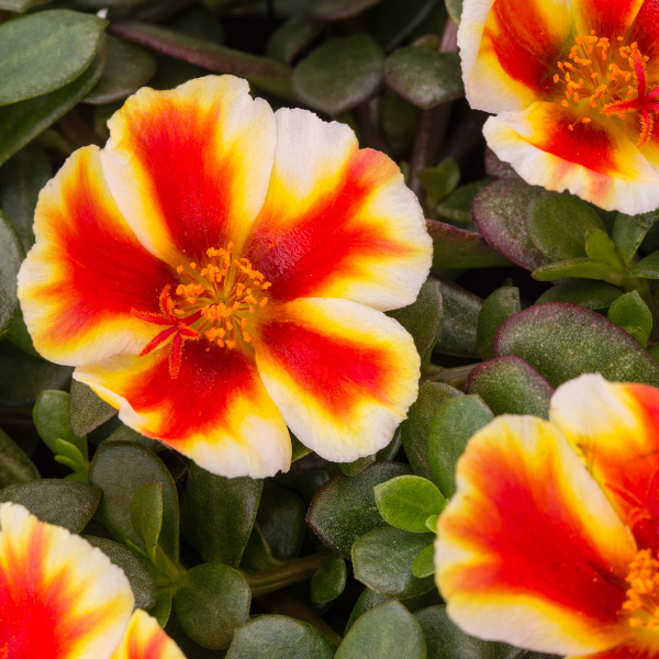 Portulaca oleracea 'Colorblast Mango Mojito'