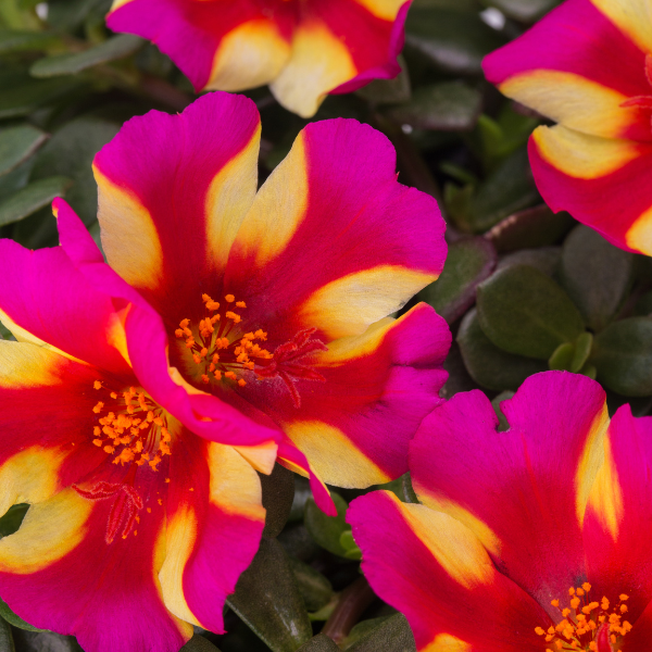 Portulaca oleracea 'Colorblast Watermelon Punch'