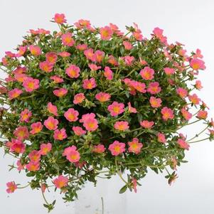 Portulaca oleracea 'Pazzaz Pink Glow'