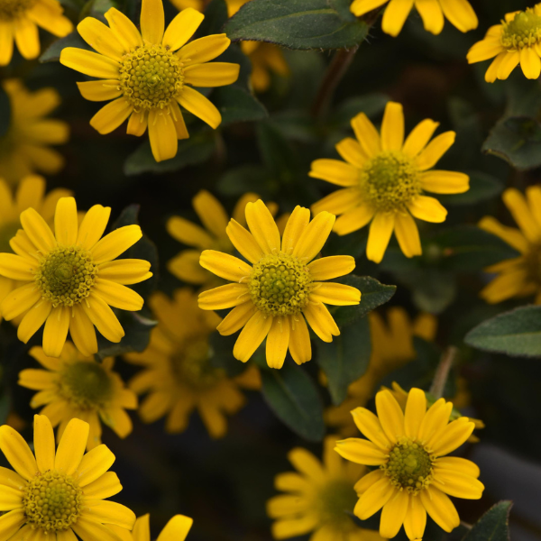 Sanvitalia procumbens 'Tsavo Compact Yellow'