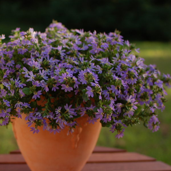 Scaevola aemula 'Surdiva Classic Blue'