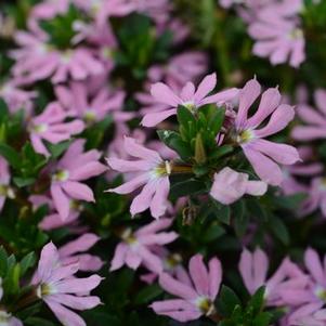 Scaevola aemula 'Surdiva Classic Pink'