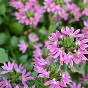 Scaevola aemula 'Surdiva Fashion Pink'