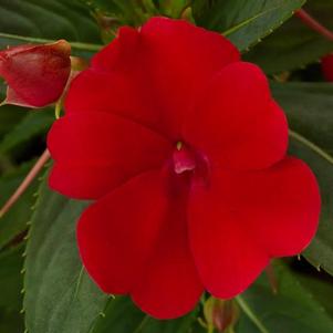 SunPatiens hybrida 'Compact Fire Red'