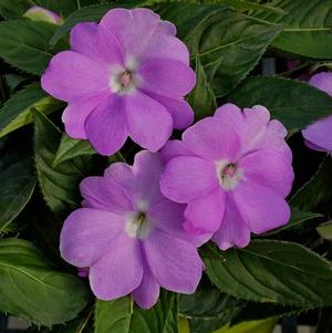 SunPatiens hybrida 'Compact Orchid Blush'