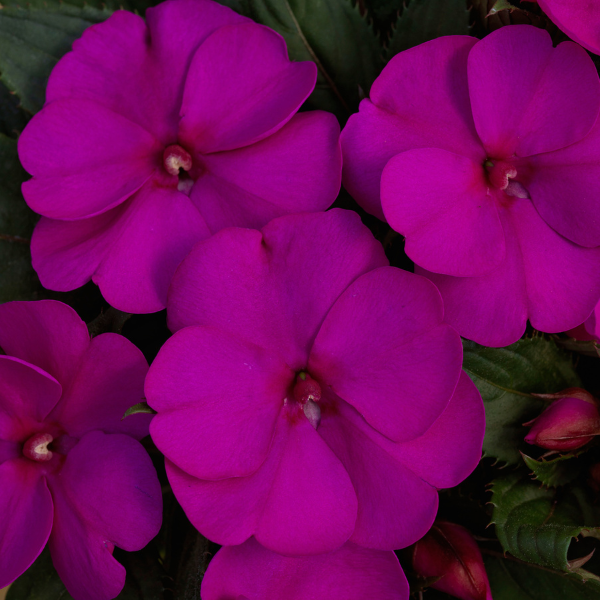 SunPatiens hybrida 'Compact Purple'