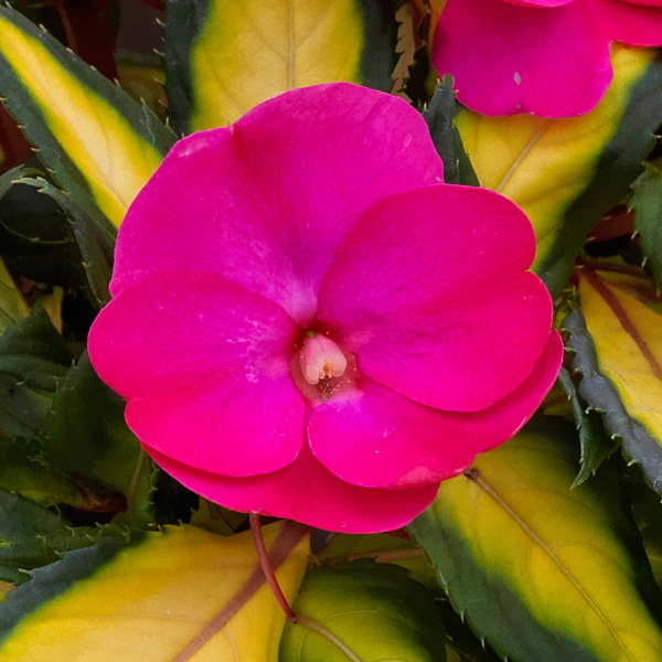 SunPatiens hybrida 'Compact Tropical Rose'