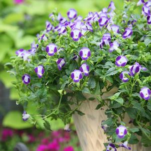 Torenia hybrida 'Summer Wave Bouquet Blue'