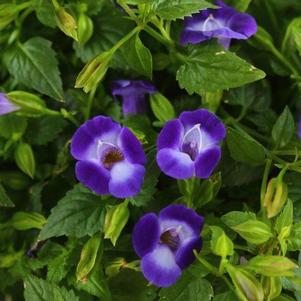 Torenia hybrida 'Summer Wave Bouquet Deep Blue'