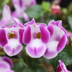 Torenia hybrida 'Summer Wave Bouquet Deep Rose'