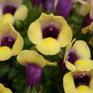 Torenia hybrida 'Summer Wave Bouquet Gold'