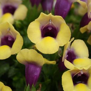 Torenia hybrida 'Summer Wave Bouquet Gold'