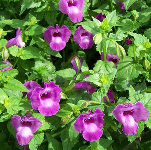 Torenia hybrida 'Summer Wave Amethyst'