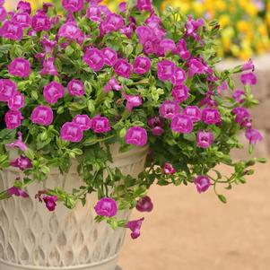 Torenia hybrida 'Summer Wave Large Amethyst'