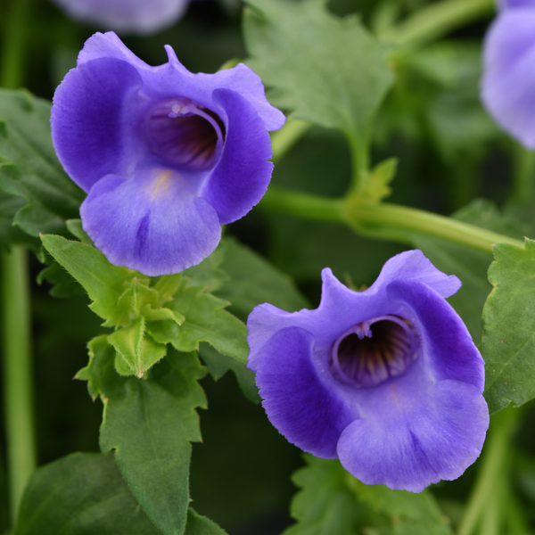 Torenia hybrida 'Summer Wave Large Blue'